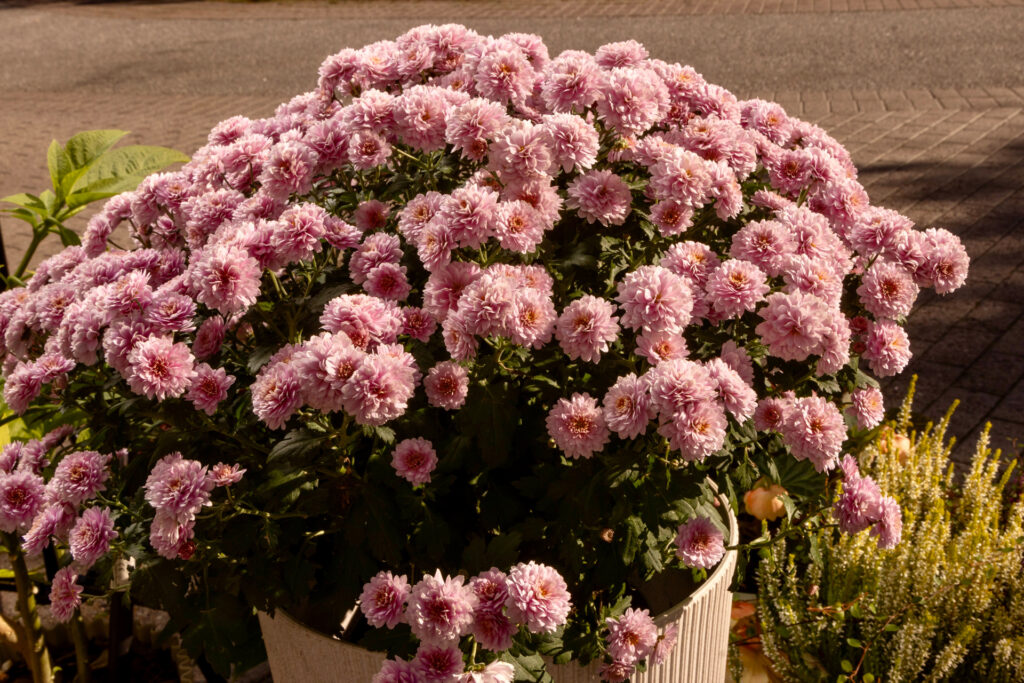 Blommor överallt